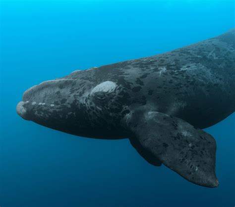 image of a right whale
